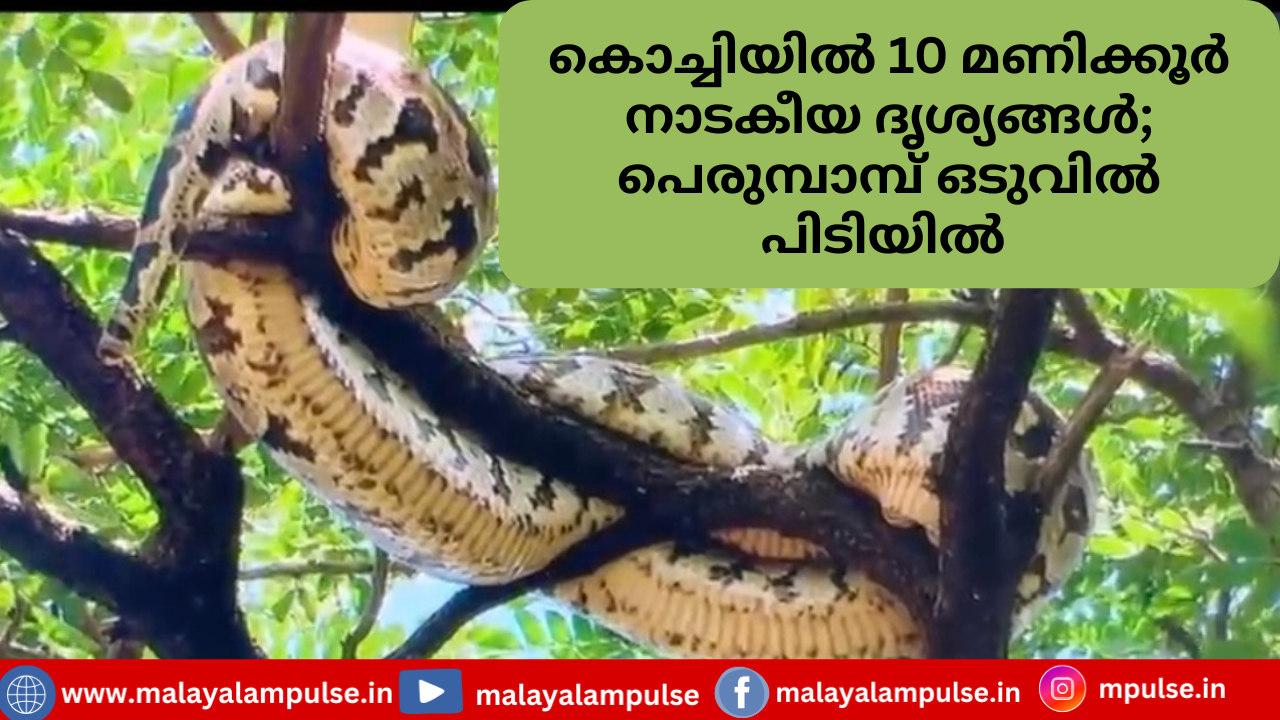 കൊച്ചിയിൽ 10 മണിക്കൂർ നാടകീയ ദൃശ്യങ്ങൾ; പെരുമ്പാമ്പ് ഒടുവിൽ പിടിയിൽ 